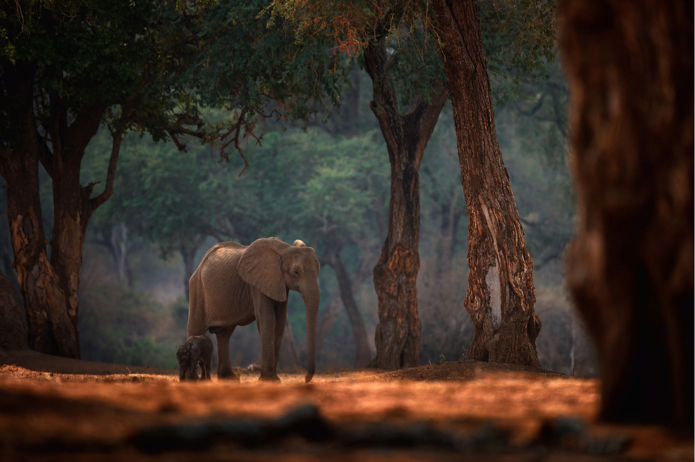 Elephants in Forest Photograph Home Decor Premium Quality Poster Print Choose Your Sizes
