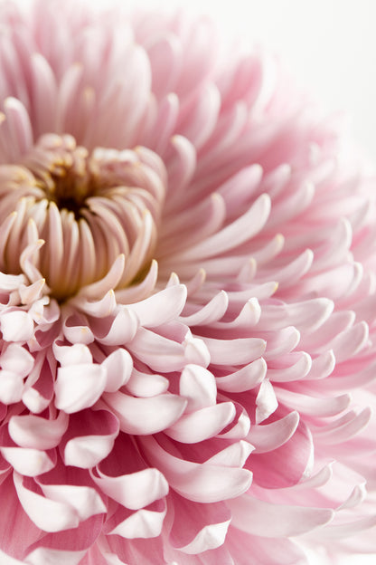 Pink Flower Closeup Photograph Print 100% Australian Made