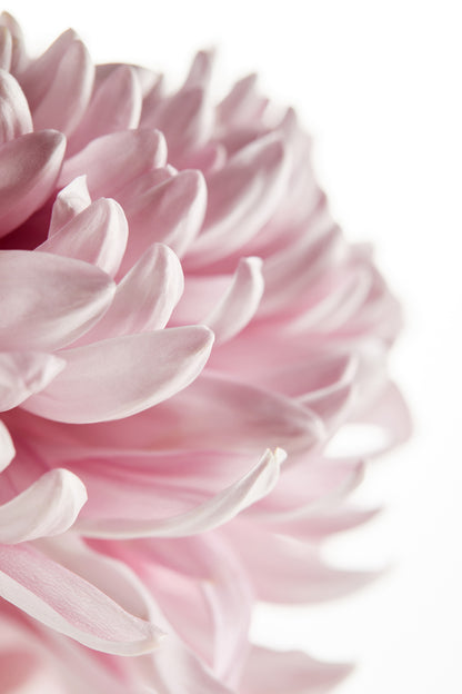 Pink Flower Closeup Photograph Print 100% Australian Made