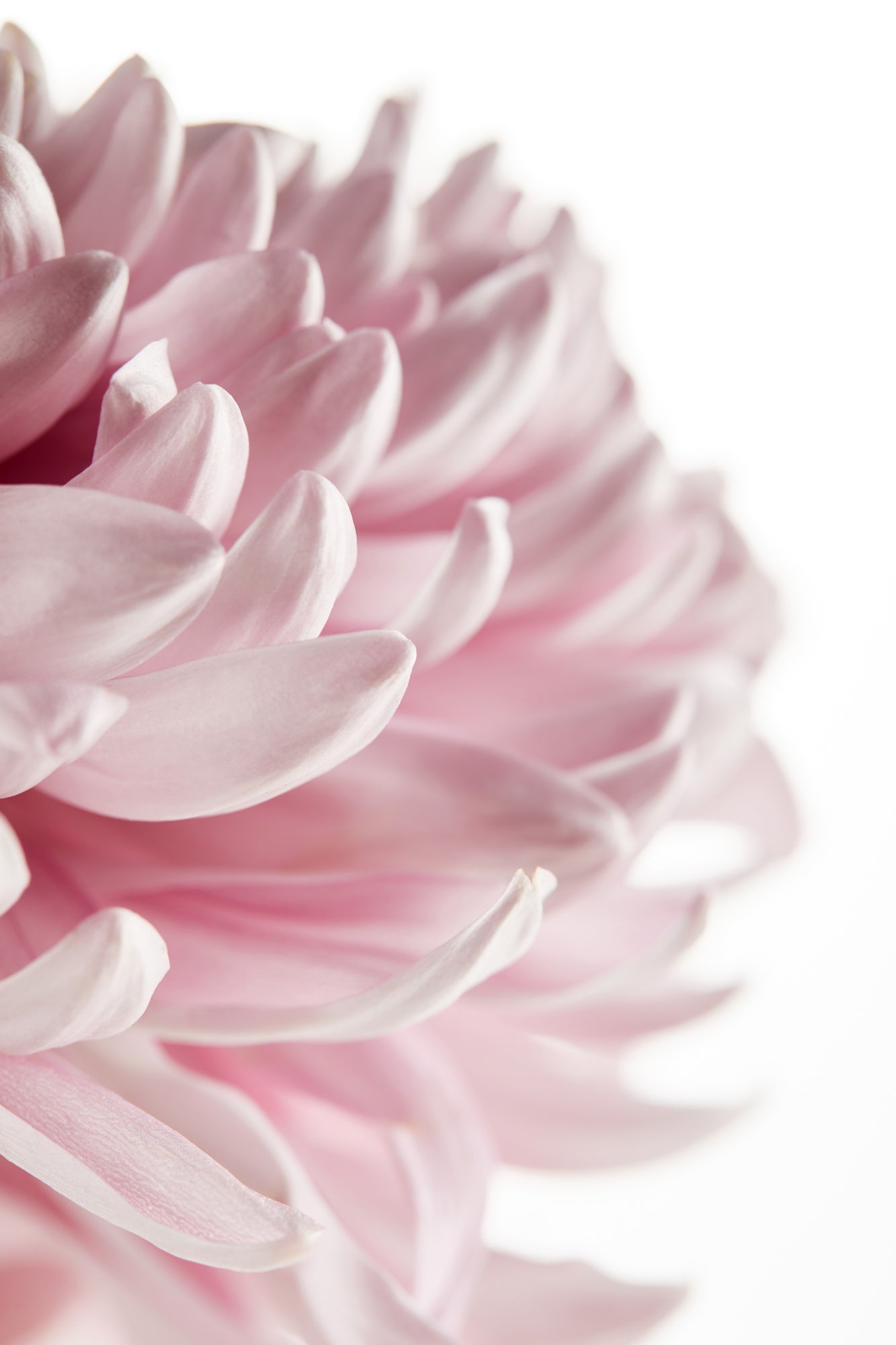 Flower Macro Photograph Home Decor Premium Quality Poster Print Choose Your Sizes