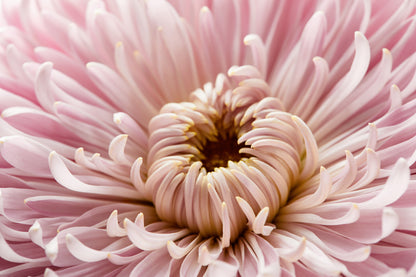 Pink Flower Closeup Photograph Print 100% Australian Made