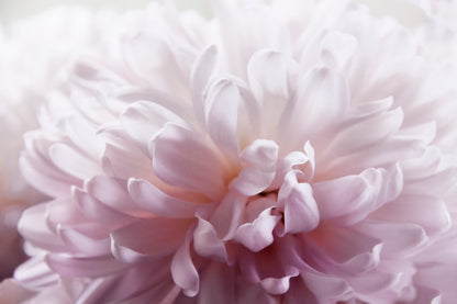 Flower Macro Photograph Home Decor Premium Quality Poster Print Choose Your Sizes