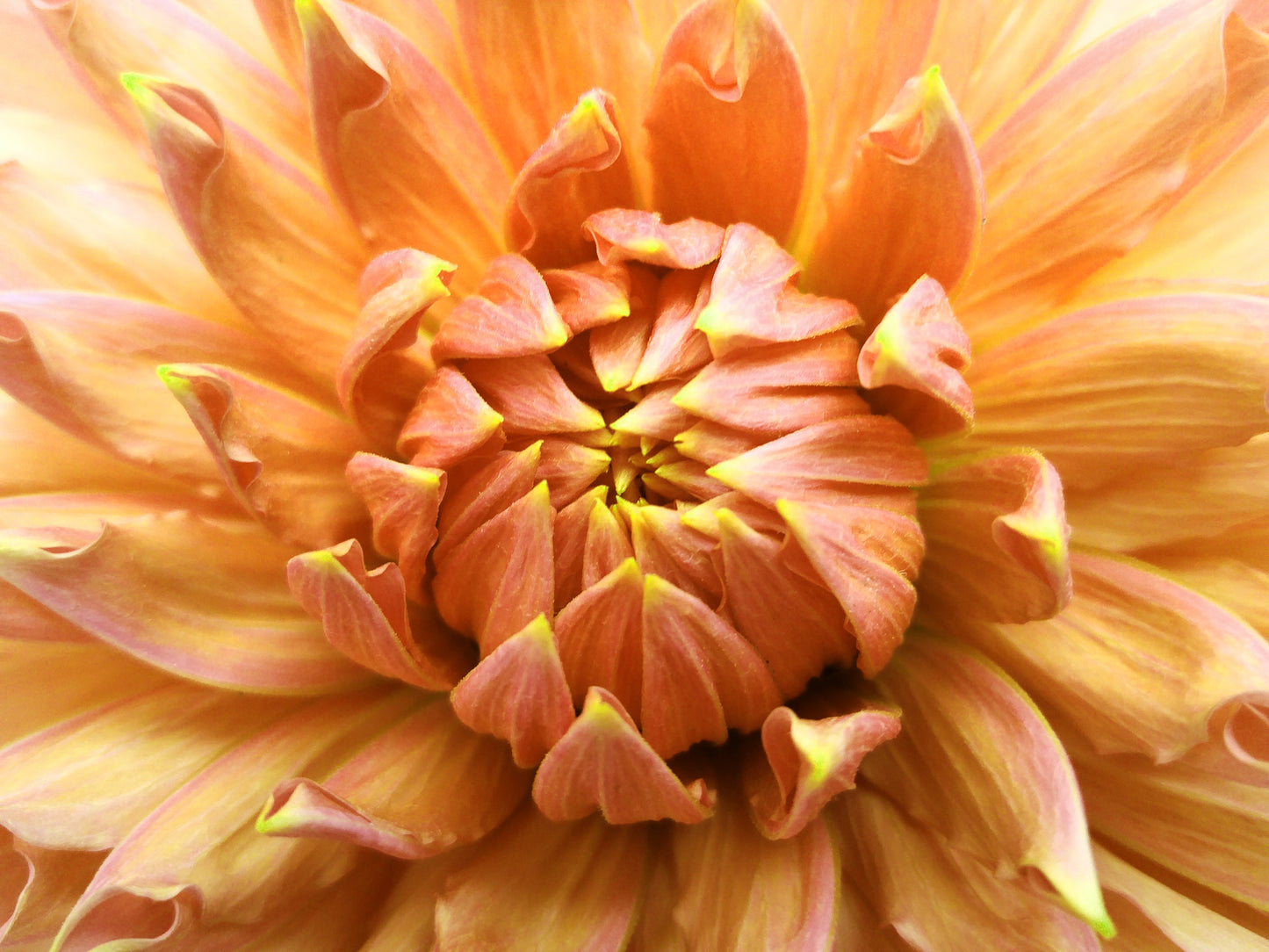Flower Macro Photograph Home Decor Premium Quality Poster Print Choose Your Sizes