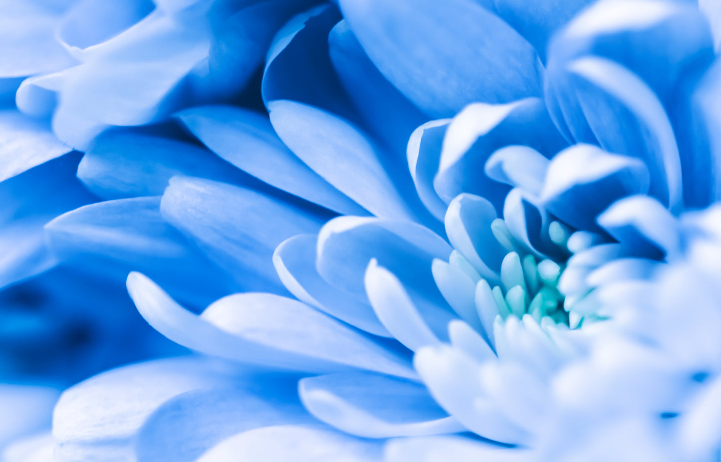 Flower Macro Photograph Home Decor Premium Quality Poster Print Choose Your Sizes