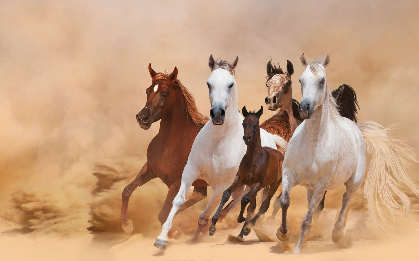 Running Horses Photograph Print 100% Australian Made