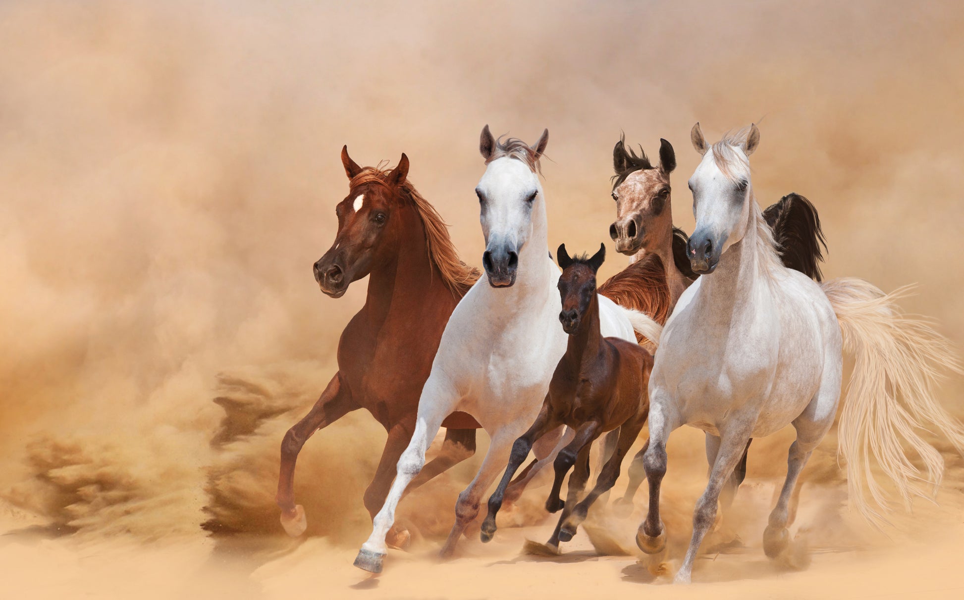 Running Horses Photograph Print 100% Australian Made