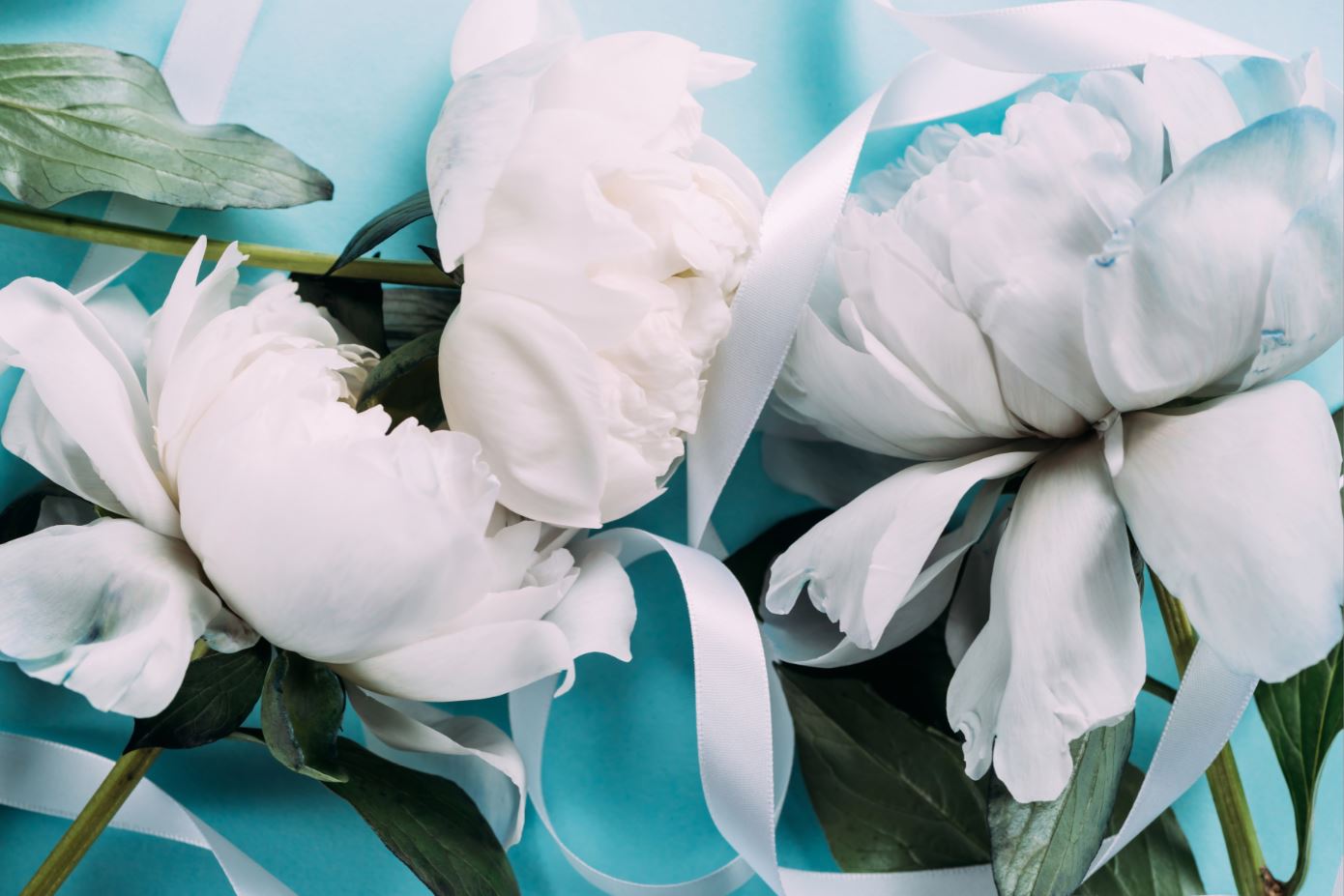 Wallpaper Murals Peel and Stick Removable White Flowers Closeup High Quality