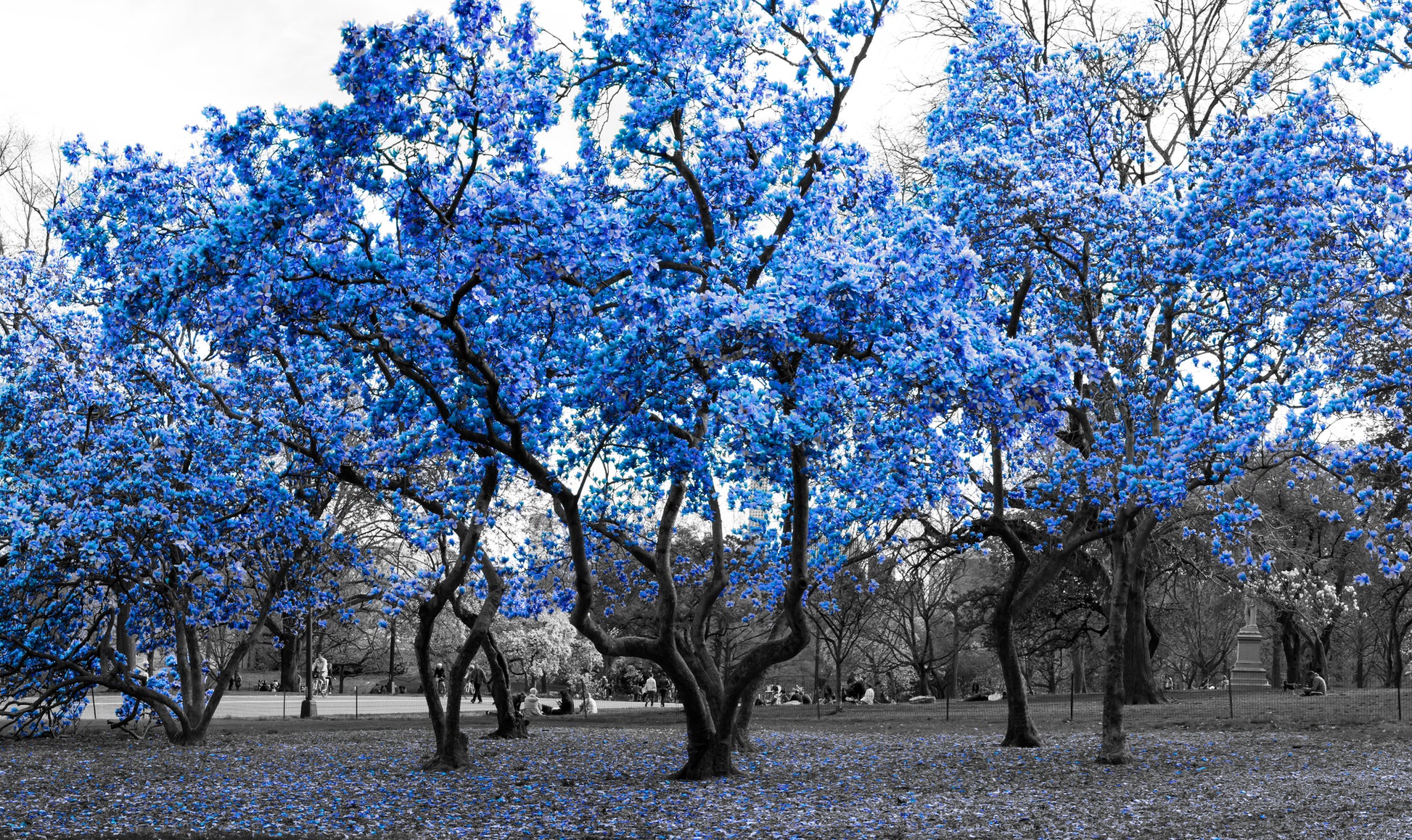 B&W Trees with Blue Leaves Print 100% Australian Made