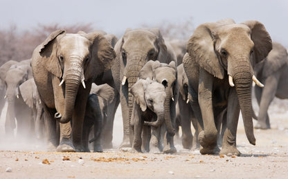Elephants Walking on Sand Photograph Print 100% Australian Made