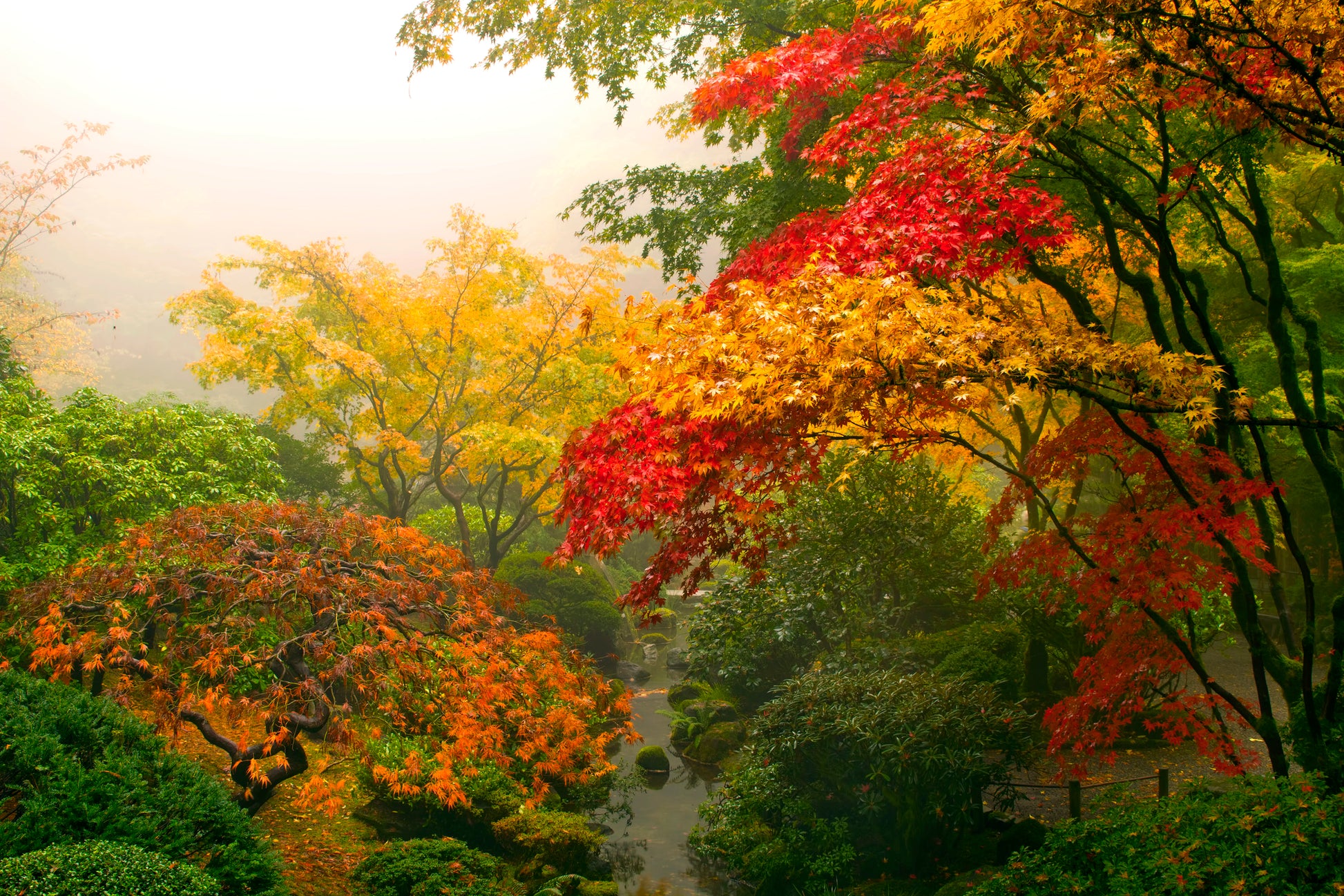 Autumn Tree Forest Photograph Print 100% Australian Made