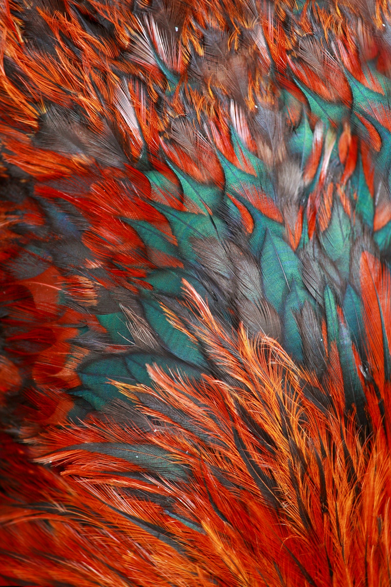 Colorful Feather Design Print 100% Australian Made