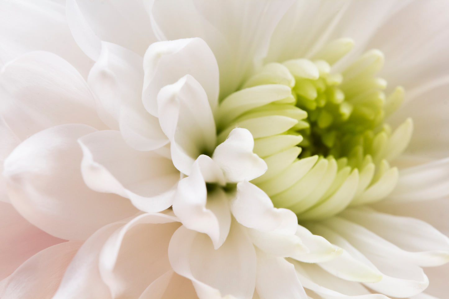 Pink & Green Flower Macro View Home Decor Premium Quality Poster Print Choose Your Sizes