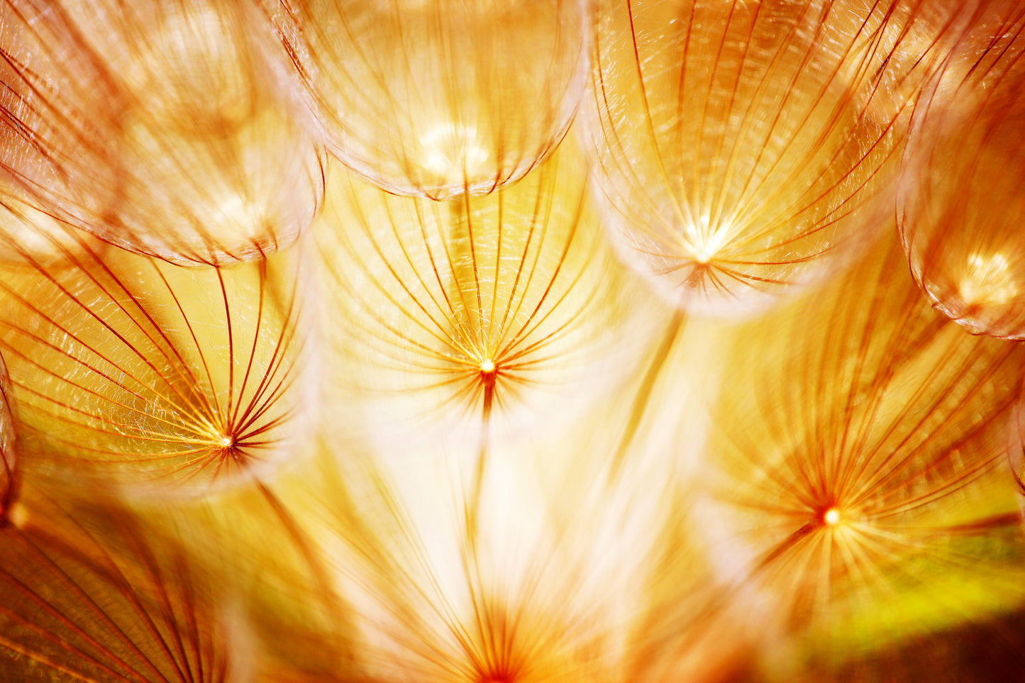 Dandelion Flowers Closeup View Home Decor Premium Quality Poster Print Choose Your Sizes