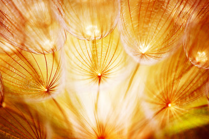 Dandelion Flowers Closeup View Home Decor Premium Quality Poster Print Choose Your Sizes