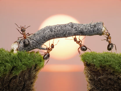 Ants Working Scenery Print 100% Australian Made