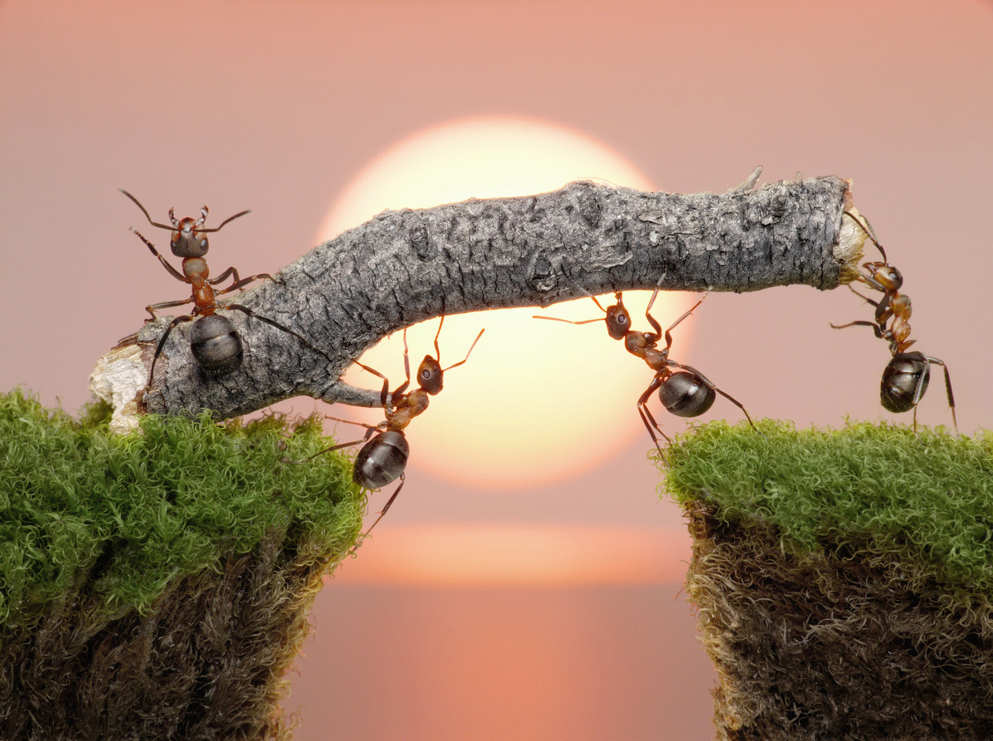 Ants Working Closeup Photograph Home Decor Premium Quality Poster Print Choose Your Sizes