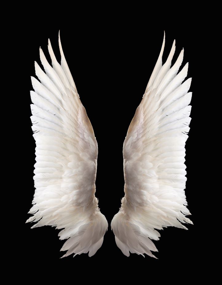 Huge Wings on Black Photograph Print 100% Australian Made