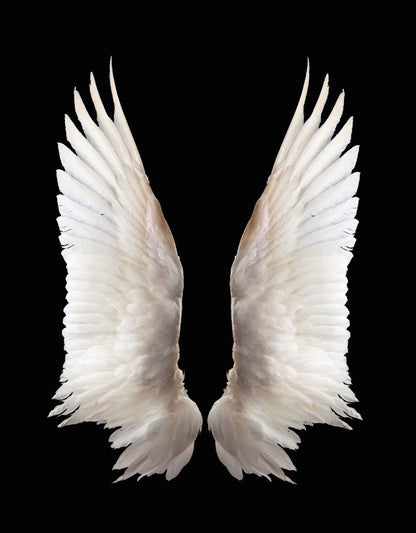 Huge Wings on Black Photograph Print 100% Australian Made
