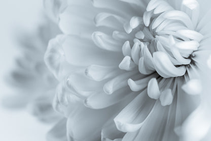 White Flower Closeup Photograph Home Decor Premium Quality Poster Print Choose Your Sizes