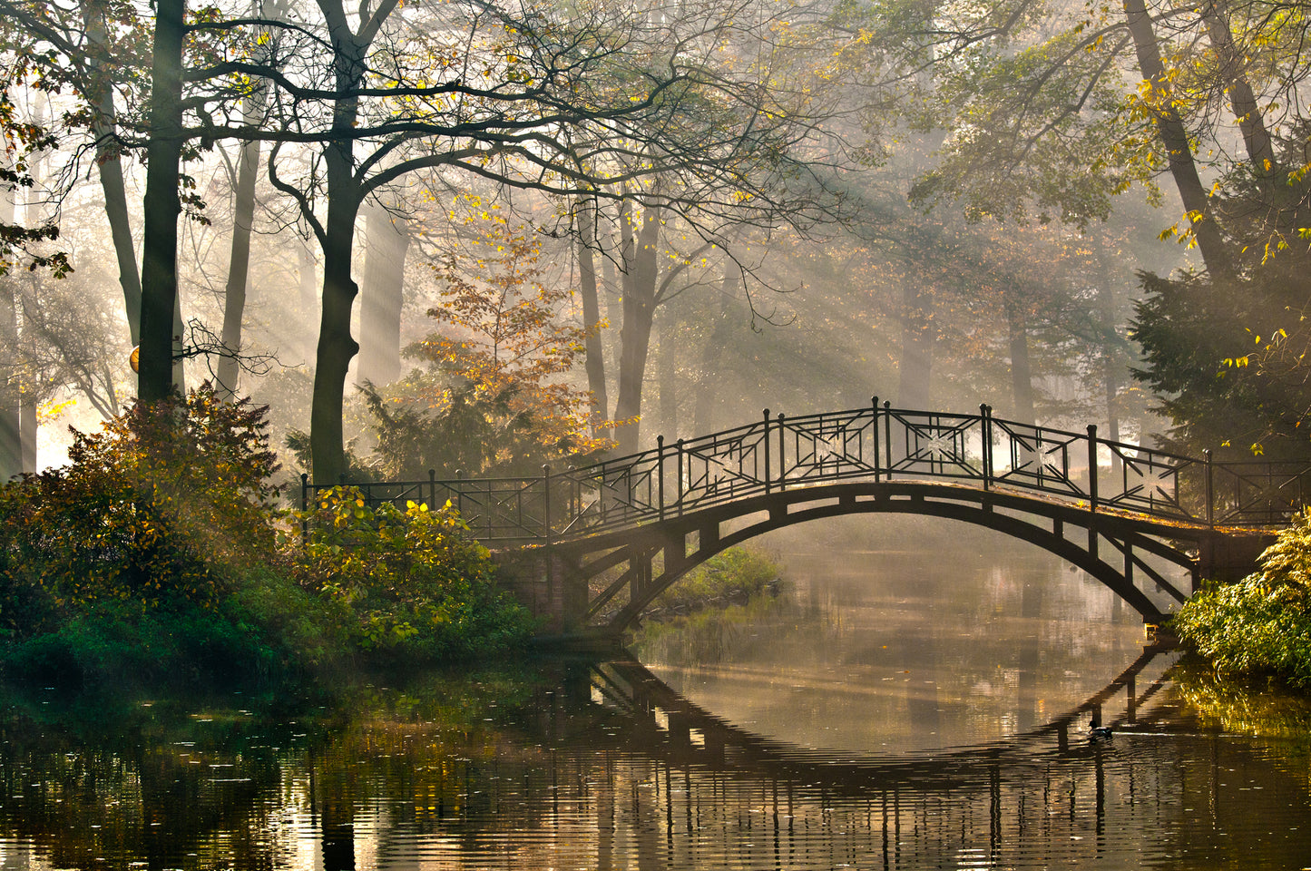 Bridge Over a Water Stream in Deep Forest Print 100% Australian Made