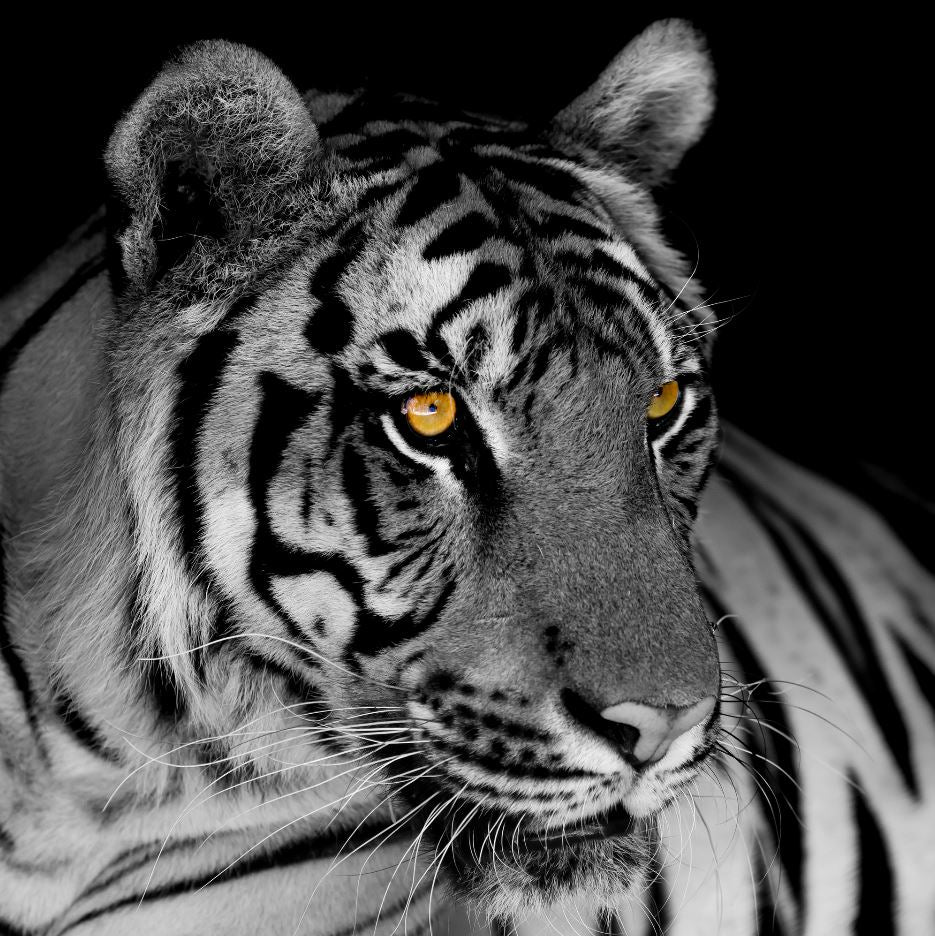 Square Canvas B&W Leopard Portrait & Gold Eyes Photograph High Quality Print 100% Australian Made