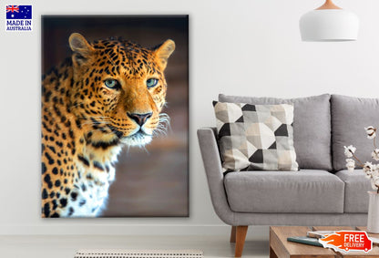 Leopard Portrait Photograph Print 100% Australian Made