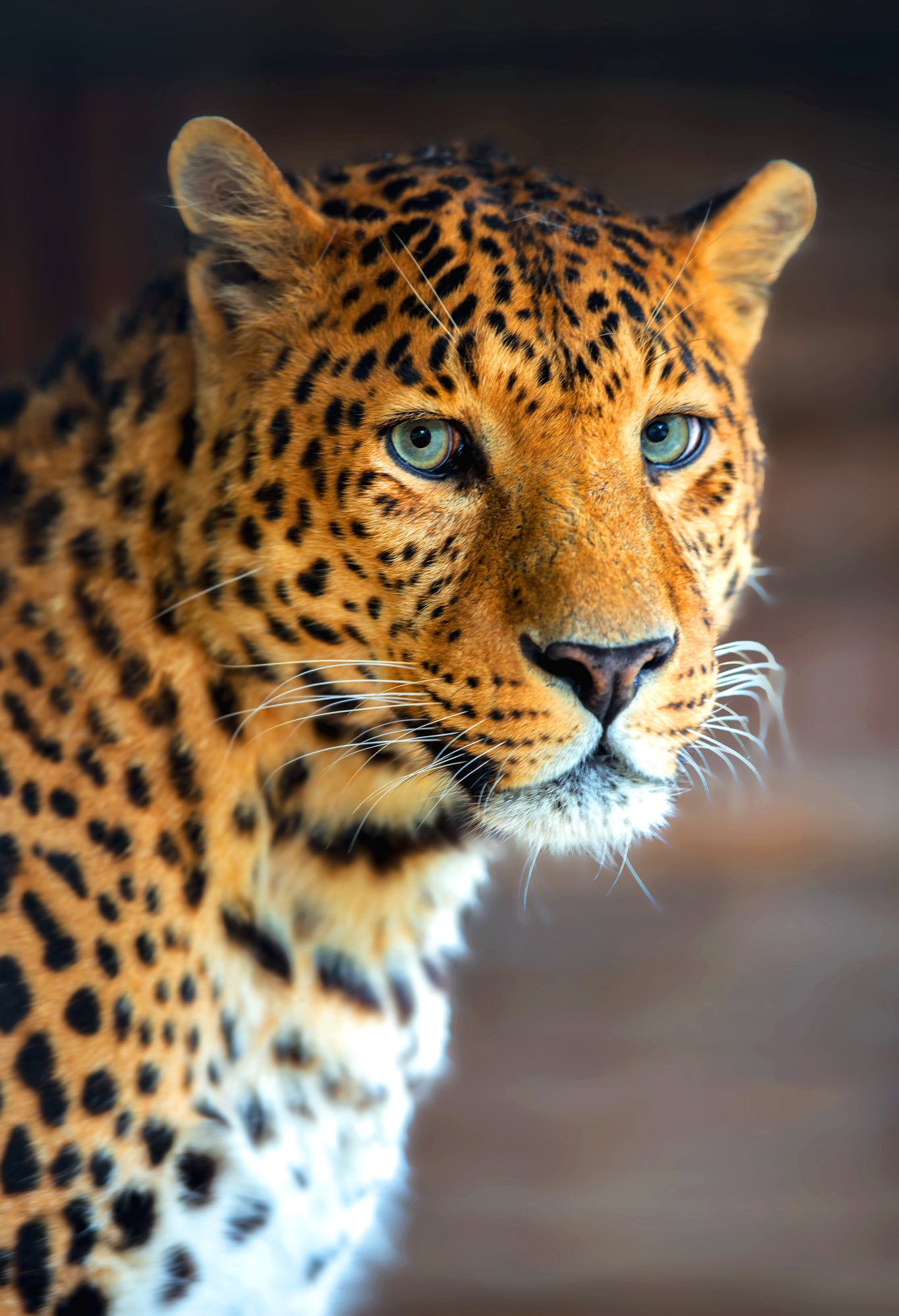 Leopard Portrait Photograph Print 100% Australian Made