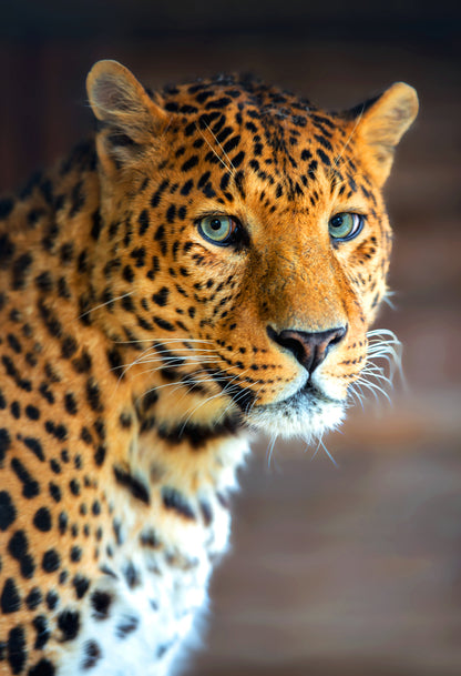 Leopard Portrait Photograph Print 100% Australian Made