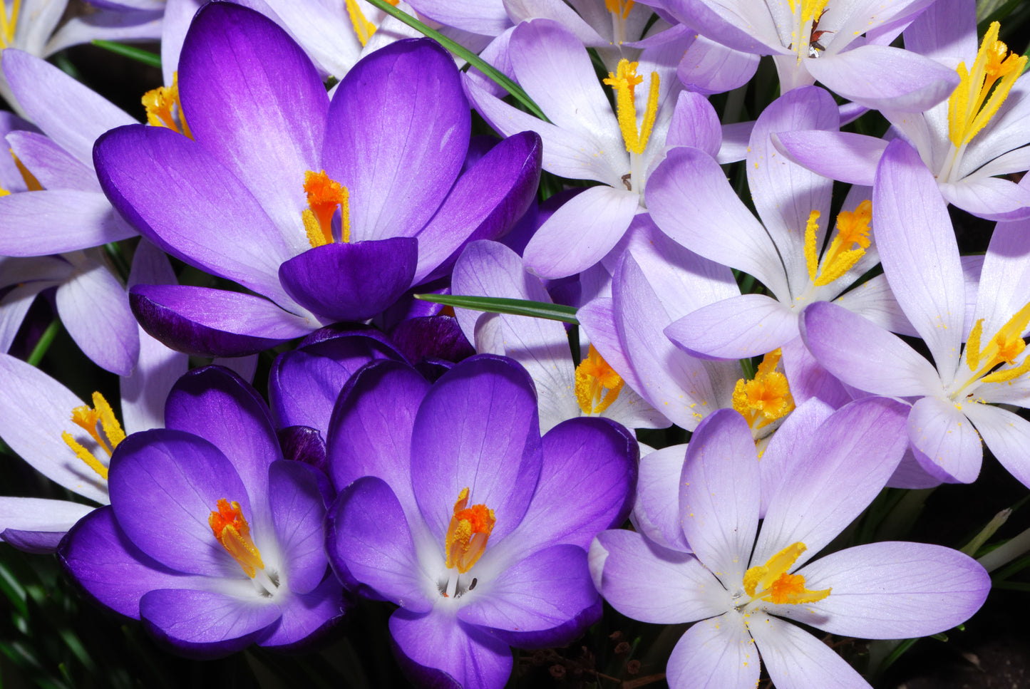 Purple Flowers Closeup Photograph Home Decor Premium Quality Poster Print Choose Your Sizes