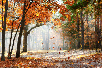 Stunning Autumn Forest Photograph Print 100% Australian Made