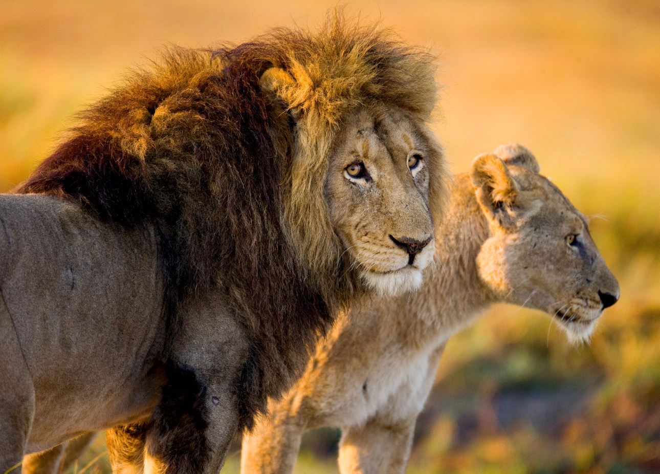 Lion & Lioness Photograph Print 100% Australian Made