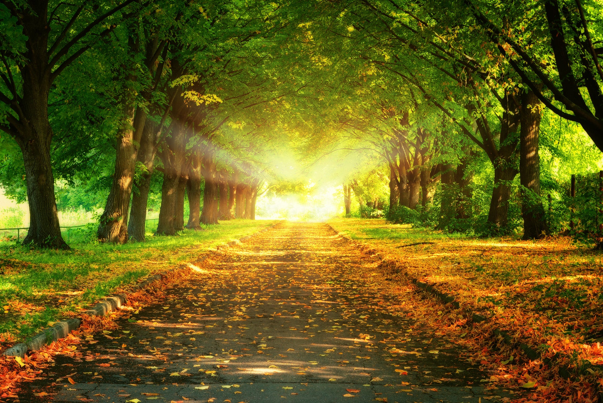 Road Between Autumn Forest Photograph Print 100% Australian Made