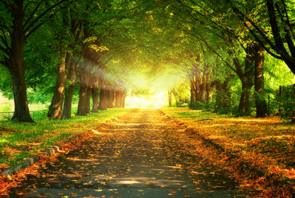 Road Between Autumn Forest Photograph Print 100% Australian Made