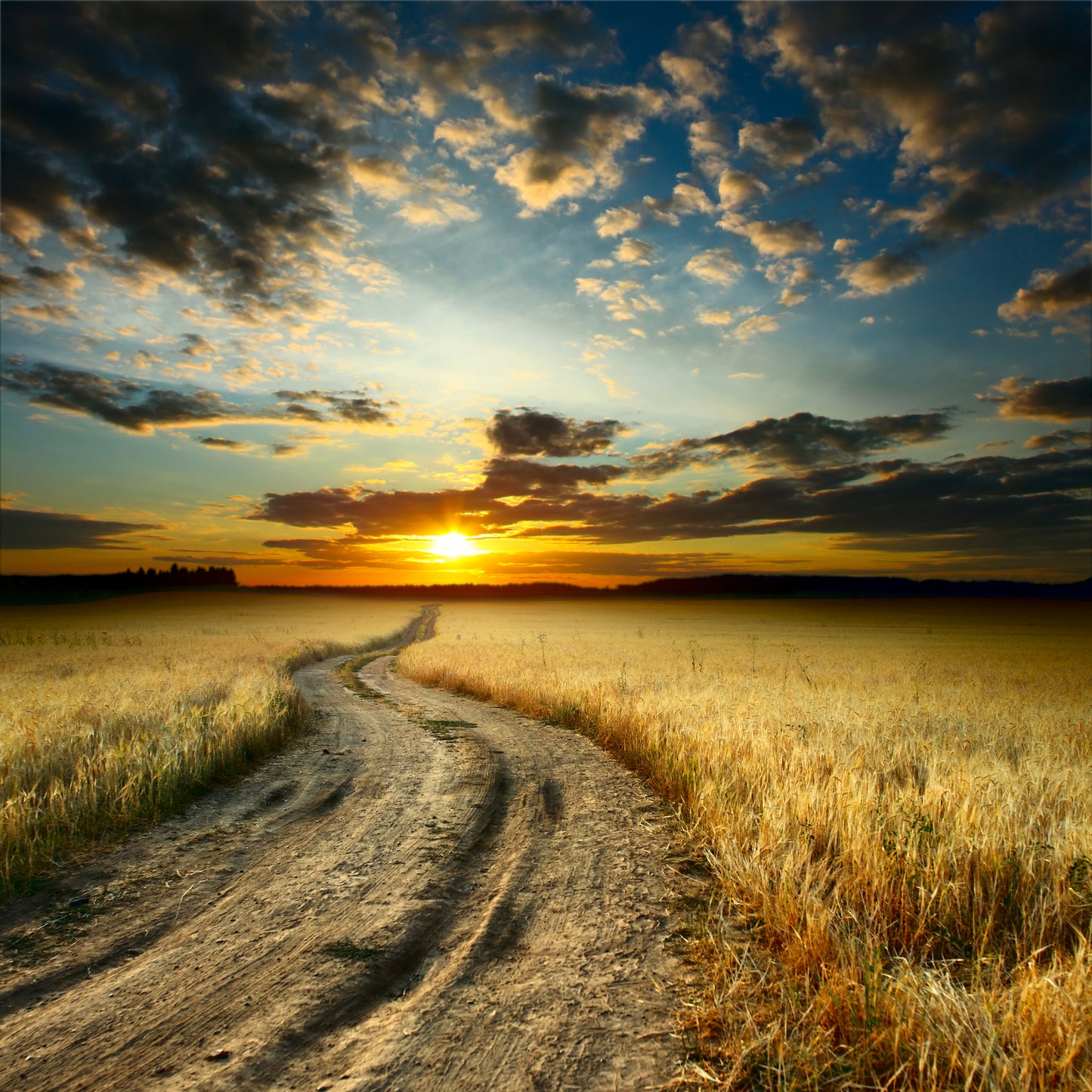 Square Canvas Road Between Field with Ripe Yellow Wheat at Sunset Photograph Quality Print 100% Australian Made