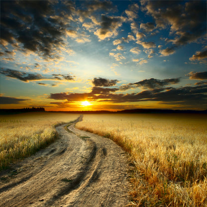 Square Canvas Road Between Field with Ripe Yellow Wheat at Sunset Photograph Quality Print 100% Australian Made