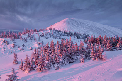 Stunning Snow Capped Forest Photograph Print 100% Australian Made