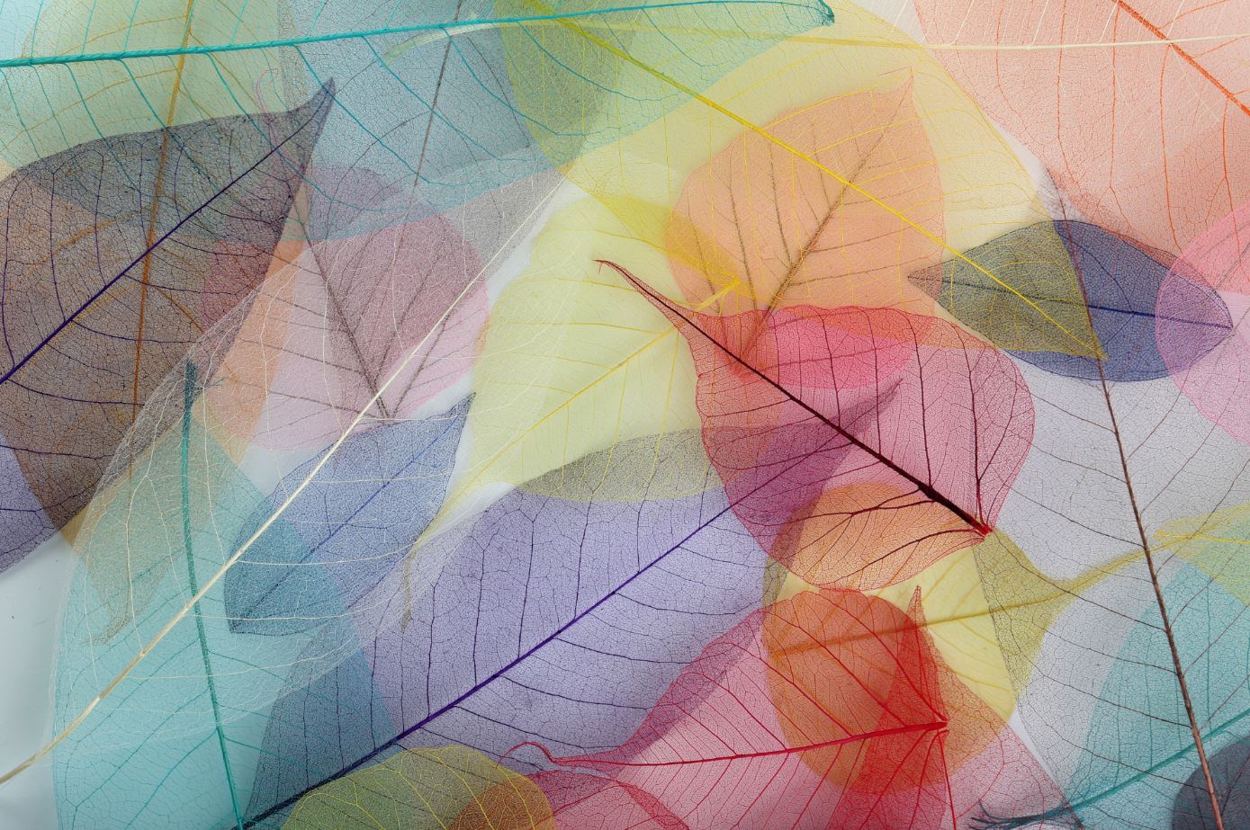 Wallpaper Murals Peel and Stick Removable Colorful Transparent Leaves Design High Quality