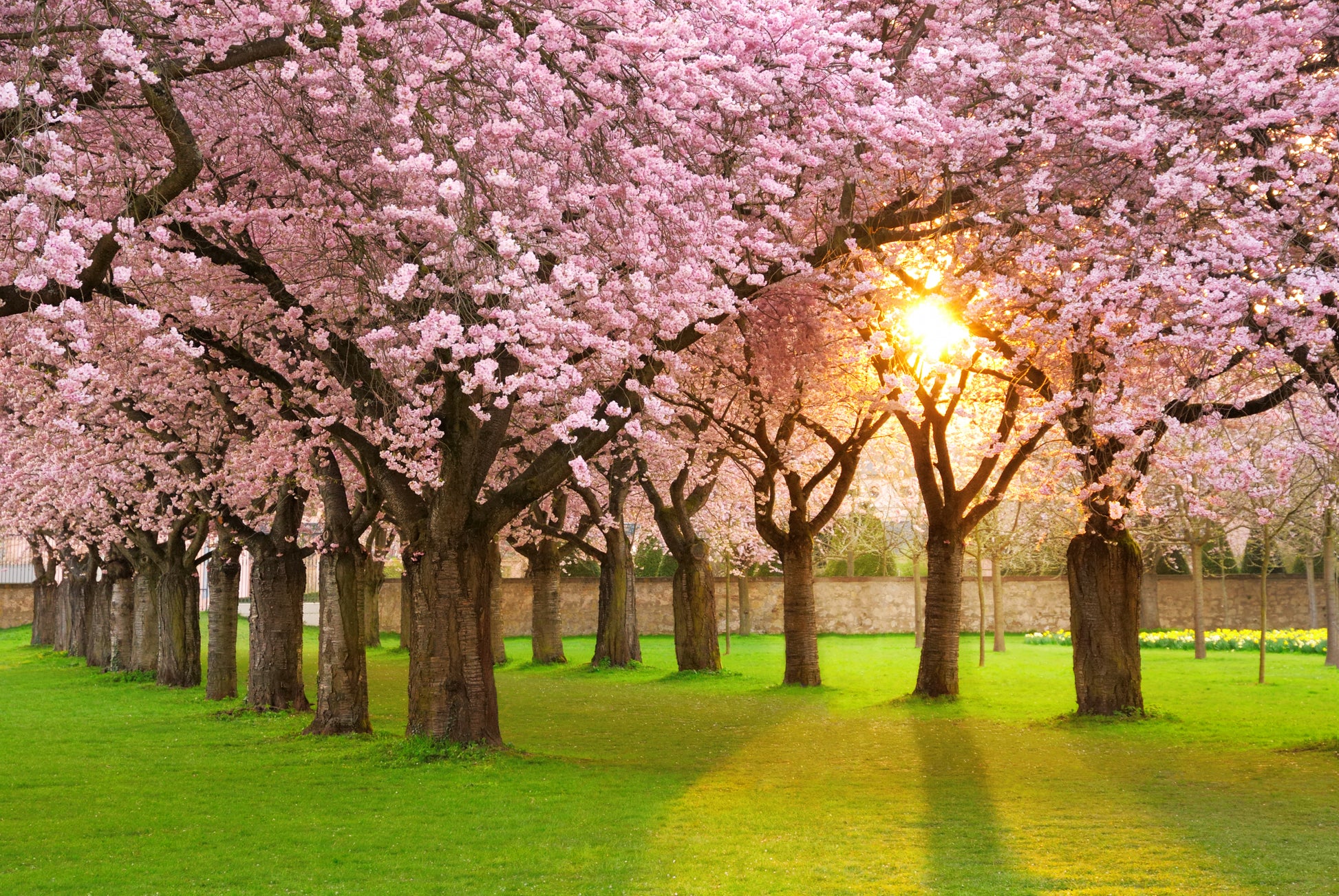 Wallpaper Murals Peel and Stick Removable Blossom Flower Trees in Park Photograph High Quality