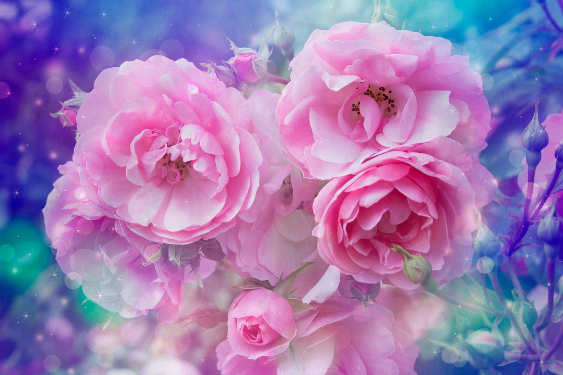 Peony Flowers Closeup Photograph Home Decor Premium Quality Poster Print Choose Your Sizes