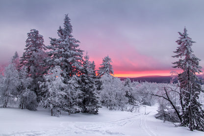 Snow Covered Forest Photograph Print 100% Australian Made