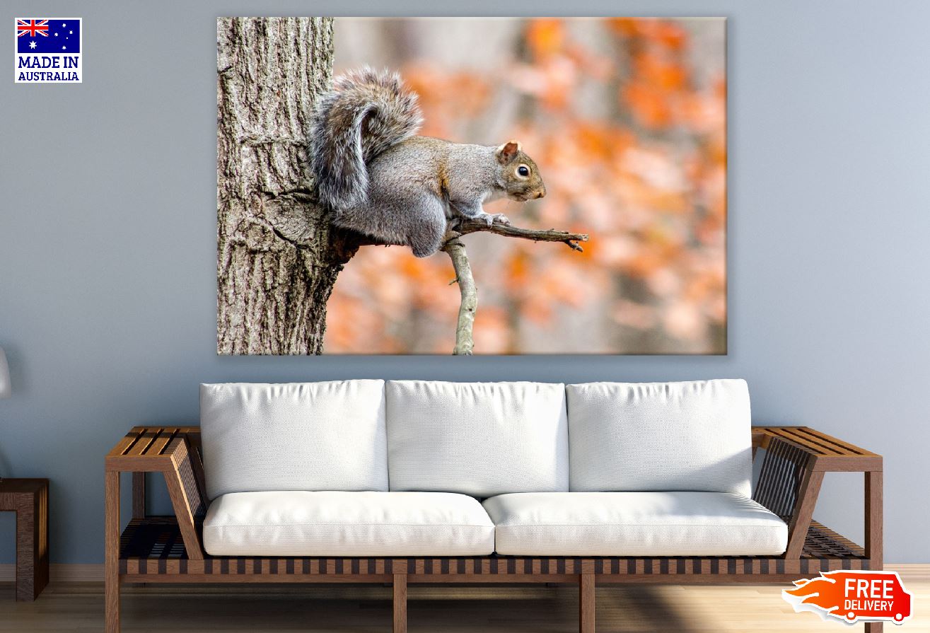 Grey Squirrel on Tree Branch Photograph Print 100% Australian Made