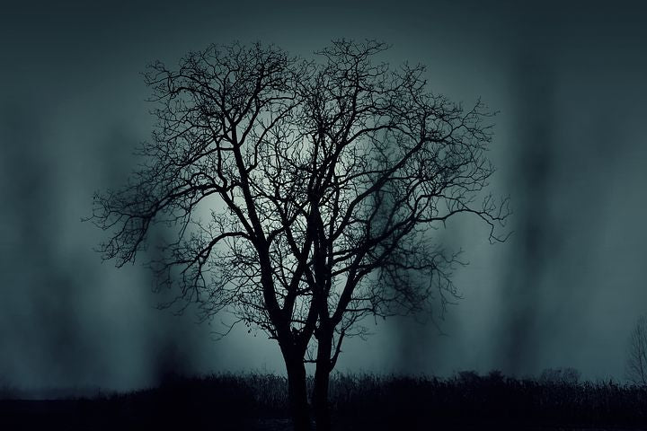 Tree & Dark Nature Photograph Print 100% Australian Made