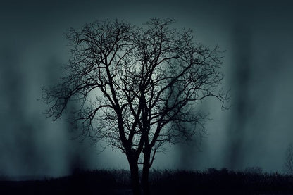 Tree & Dark Nature Photograph Print 100% Australian Made