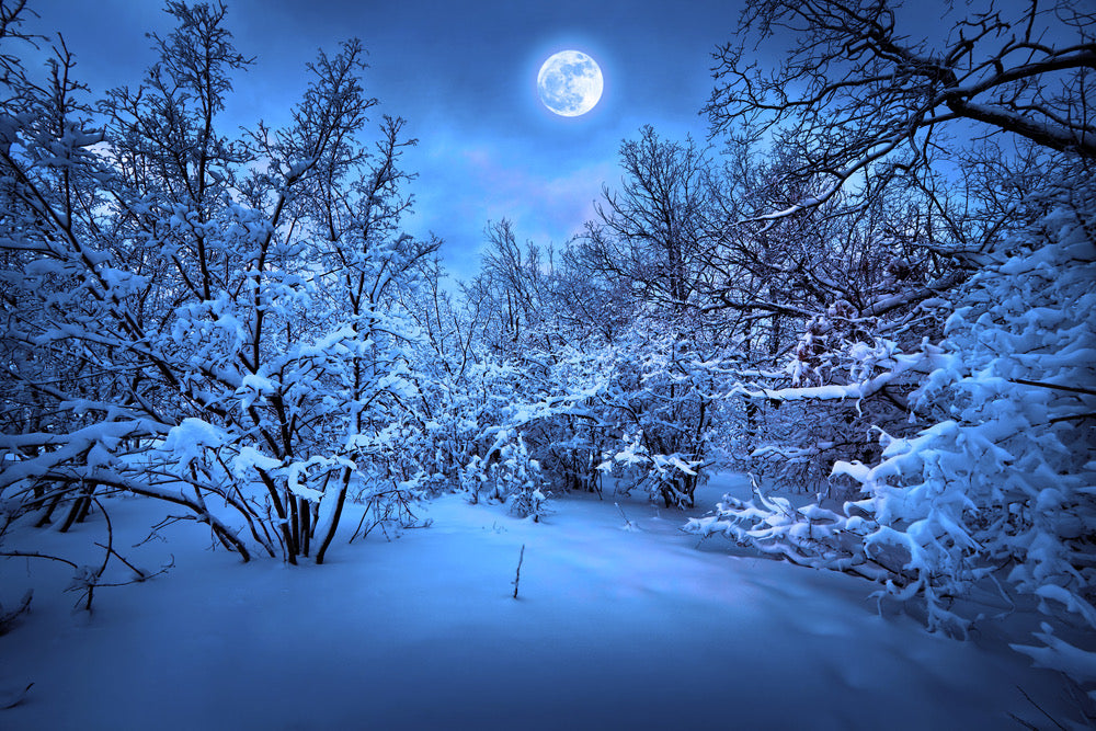 Snow Covered Forest Photograph Print 100% Australian Made
