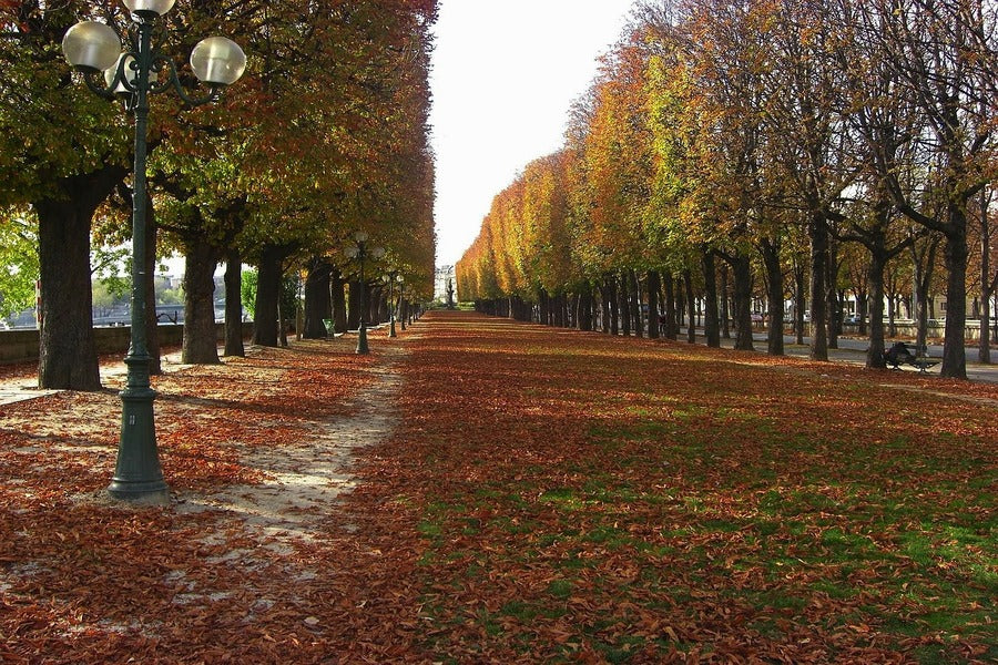 Kema Sakuranomiya Park During Autumn Photograph Print 100% Australian Made