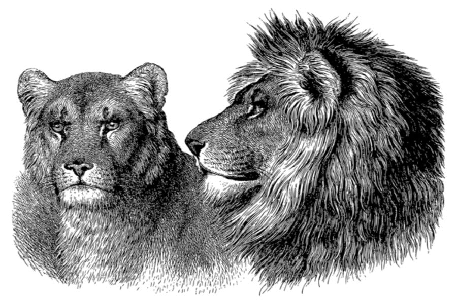 Lion Couple B&W Art Design Print 100% Australian Made