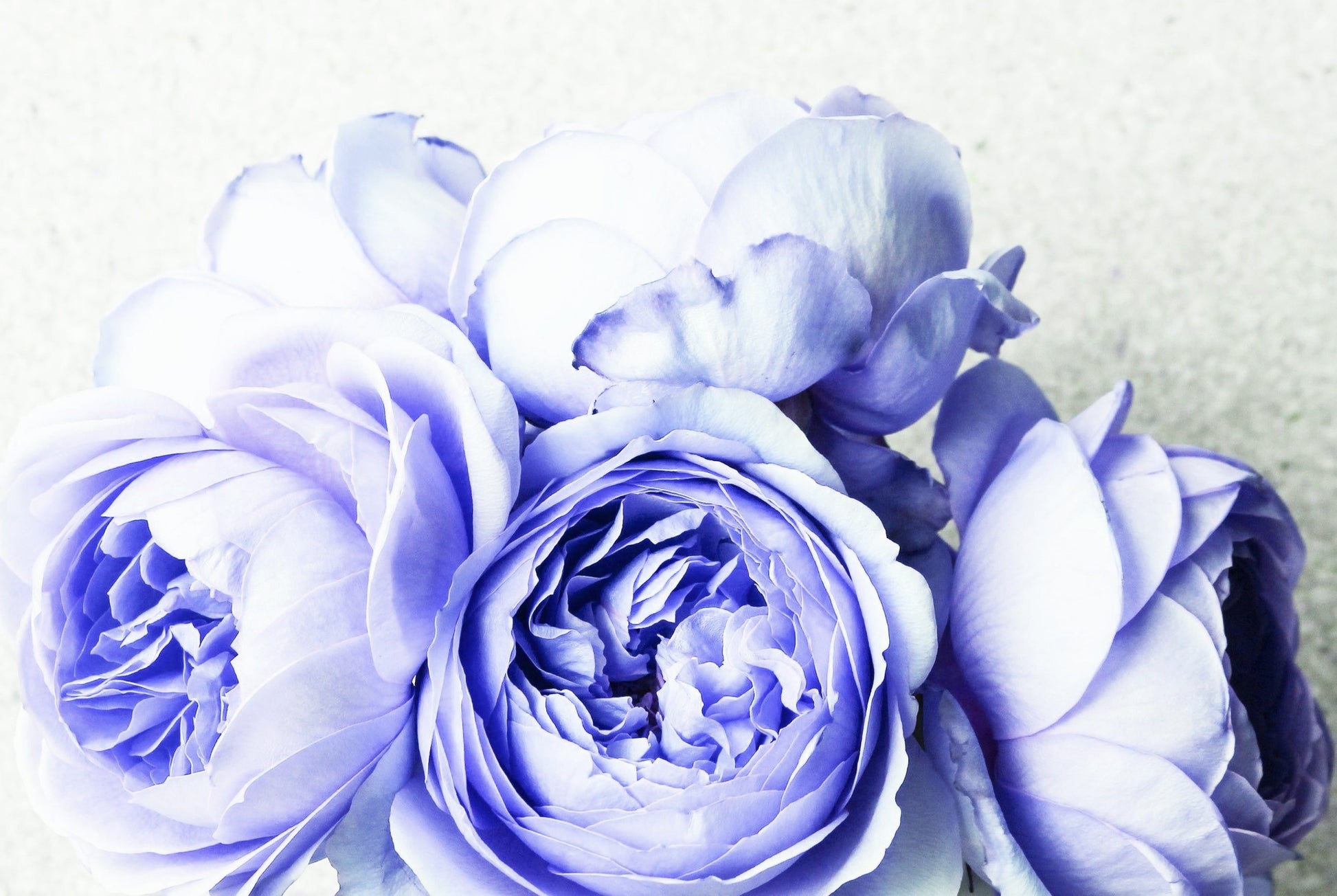 Purple Flowers Closeup Photograph Home Decor Premium Quality Poster Print Choose Your Sizes