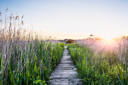 Wooden Foot Path in Grass Sunrise Photograph Print 100% Australian Made