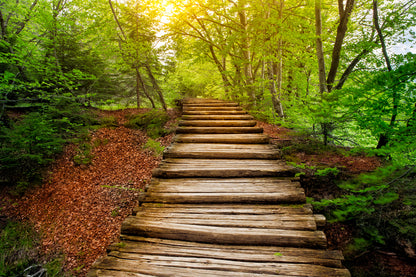 Wooden Stairs in Forest Scenery Photograph Home Decor Premium Quality Poster Print Choose Your Sizes