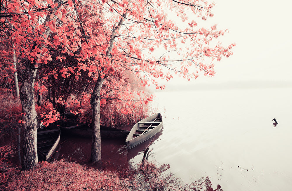 Boat on a Lake Near Pink Tree Forest Photograph Print 100% Australian Made